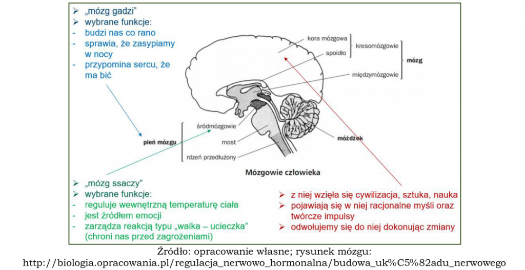 działanie mózgu